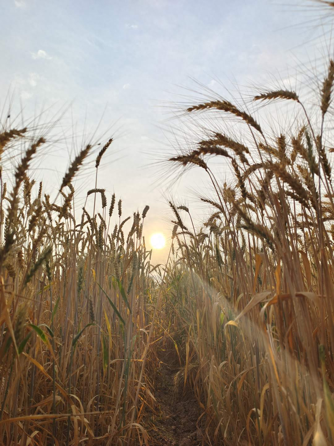 东方人类发祥地，绿色康养在元谋（2）┃南繁育种天堂：中国芯片基地 提升种子品质