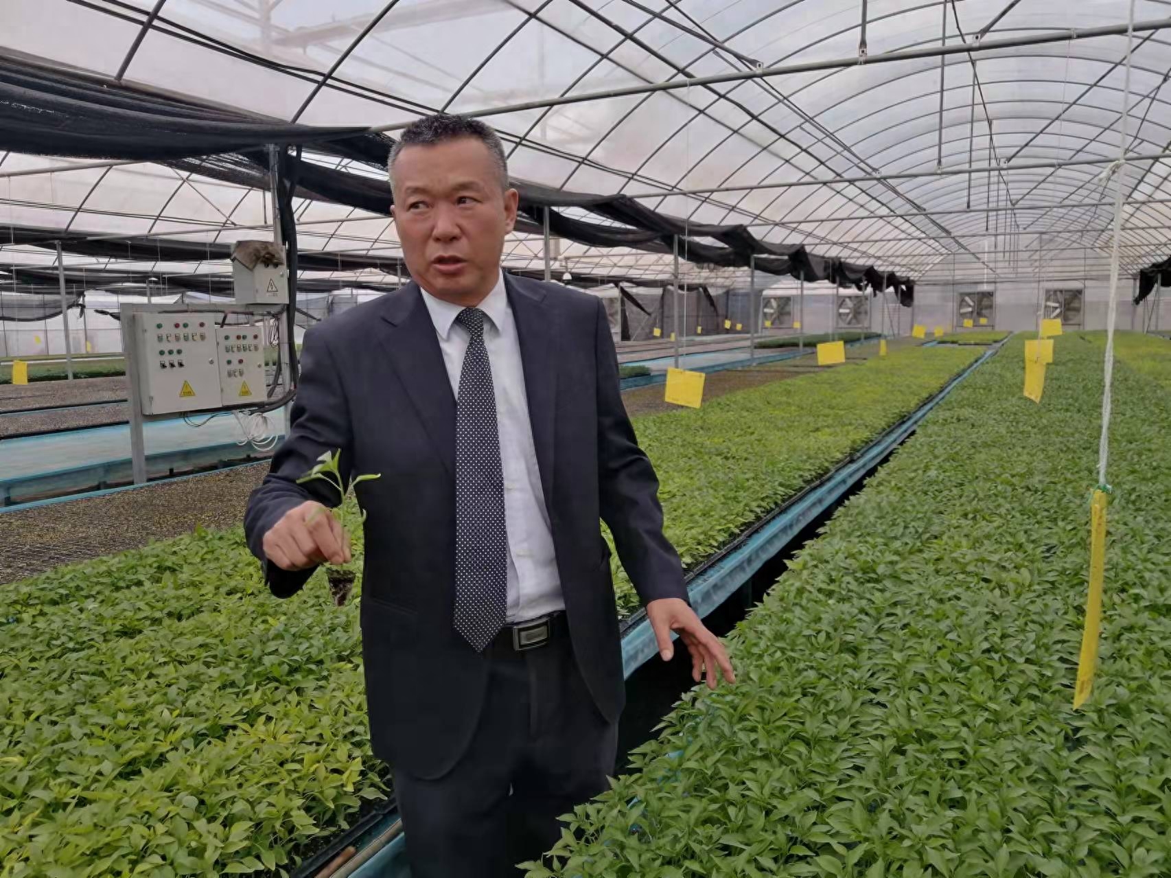 东方人类发祥地，绿色康养在元谋（3）┃冬早蔬菜之乡：金江沙畔“大菜园”，成昆线上“菜篮子”