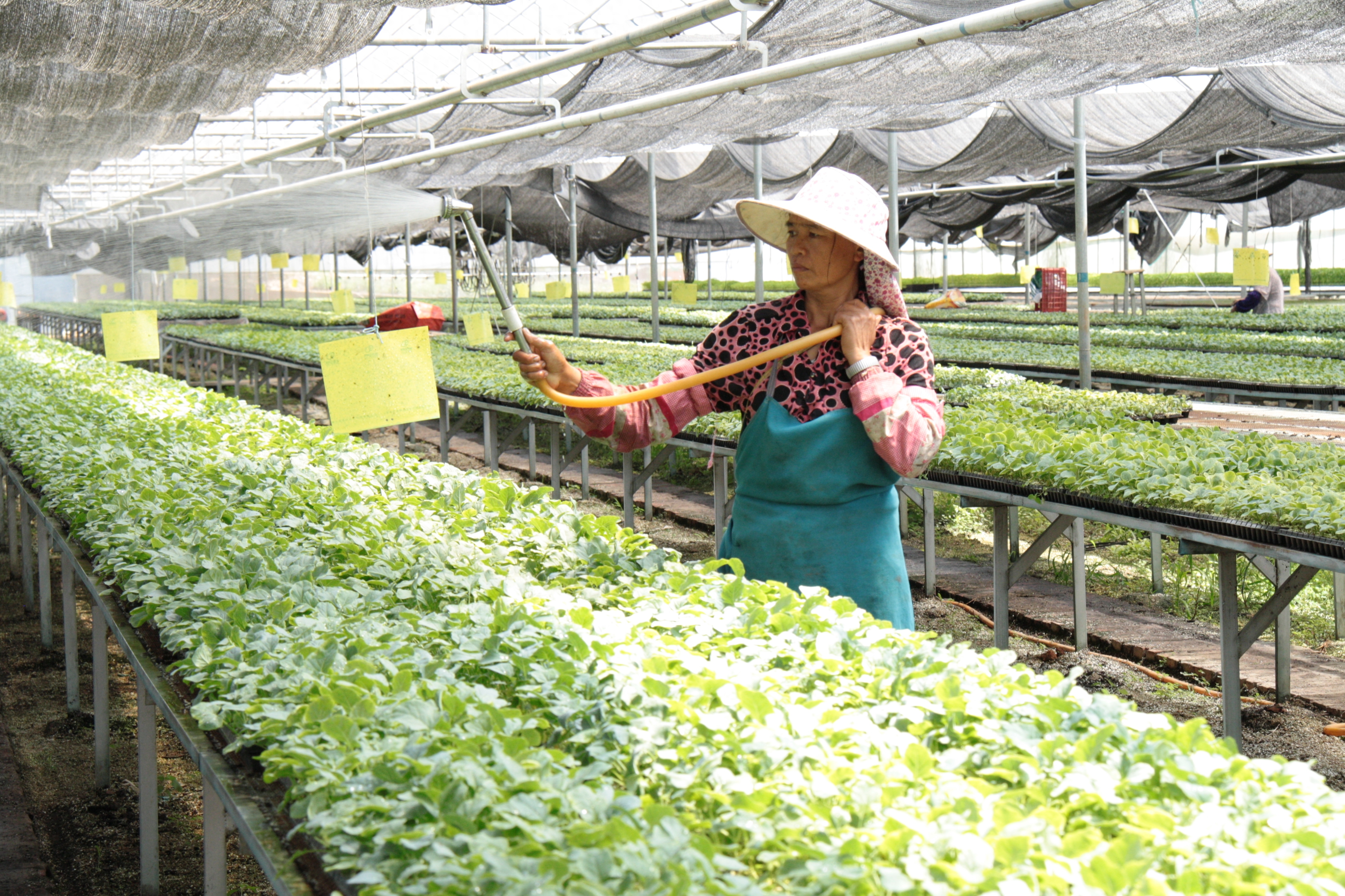 东方人类发祥地，绿色康养在元谋（3）┃冬早蔬菜之乡：金江沙畔“大菜园”，成昆线上“菜篮子”