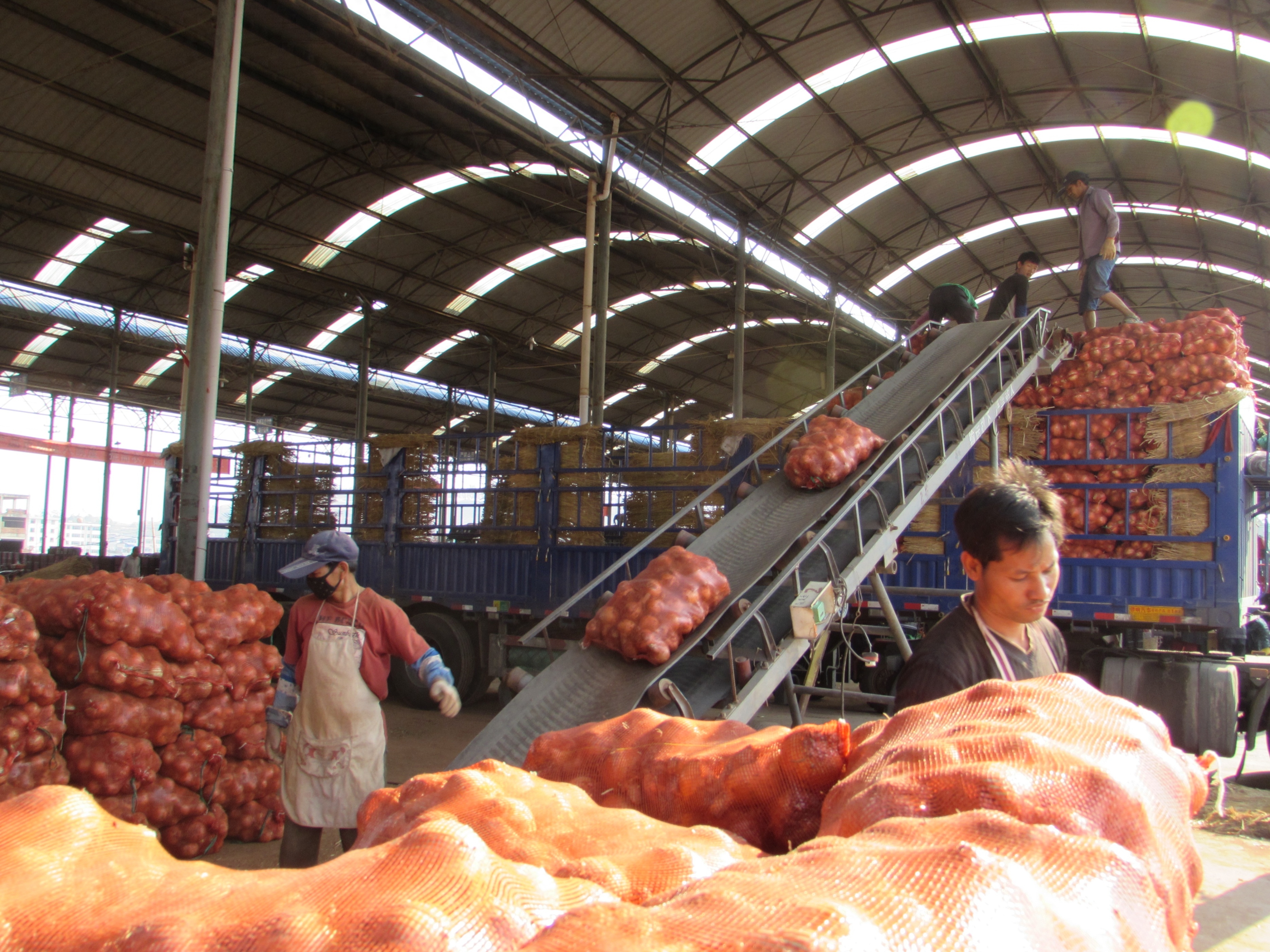 东方人类发祥地，绿色康养在元谋（3）┃冬早蔬菜之乡：金江沙畔“大菜园”，成昆线上“菜篮子”