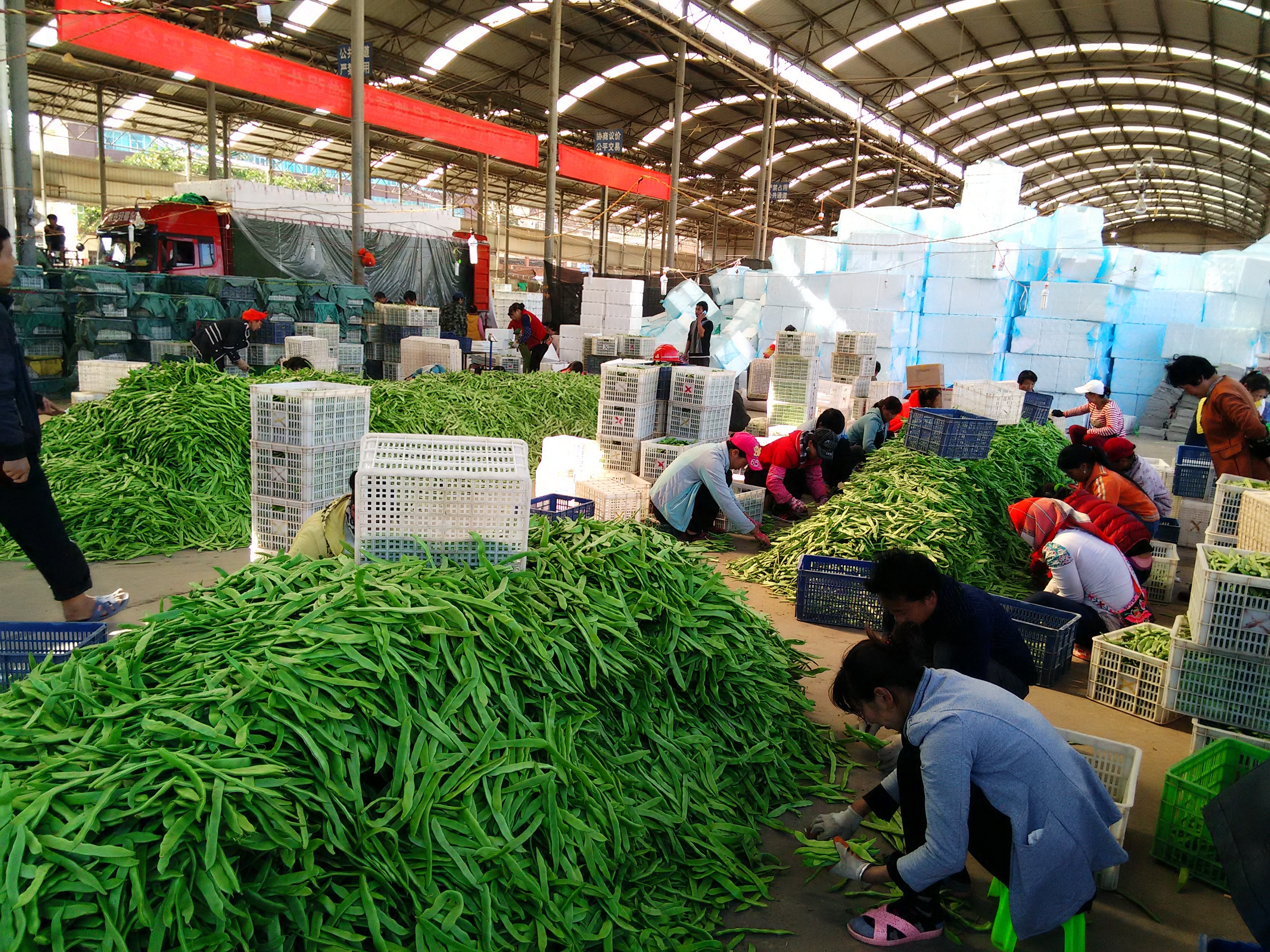 东方人类发祥地，绿色康养在元谋（3）┃冬早蔬菜之乡：金江沙畔“大菜园”，成昆线上“菜篮子”