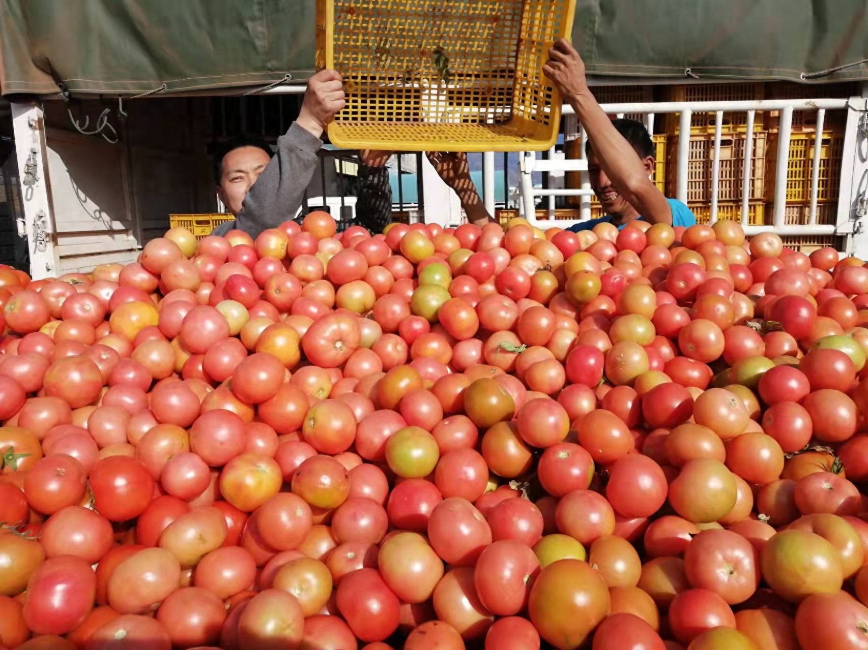 东方人类发祥地，绿色康养在元谋（3）┃冬早蔬菜之乡：金江沙畔“大菜园”，成昆线上“菜篮子”
