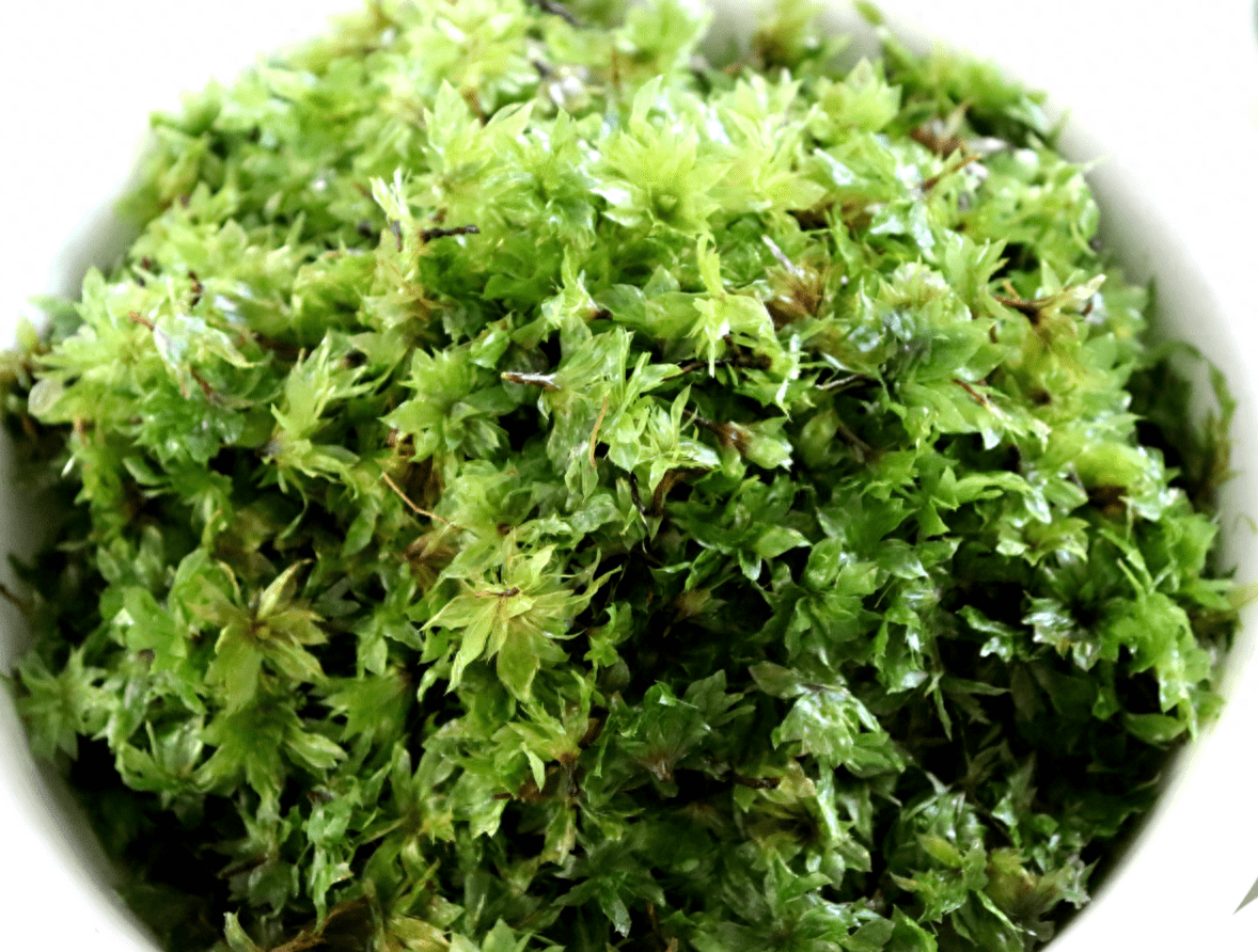 美食·磨黑回心草炖猪心汤