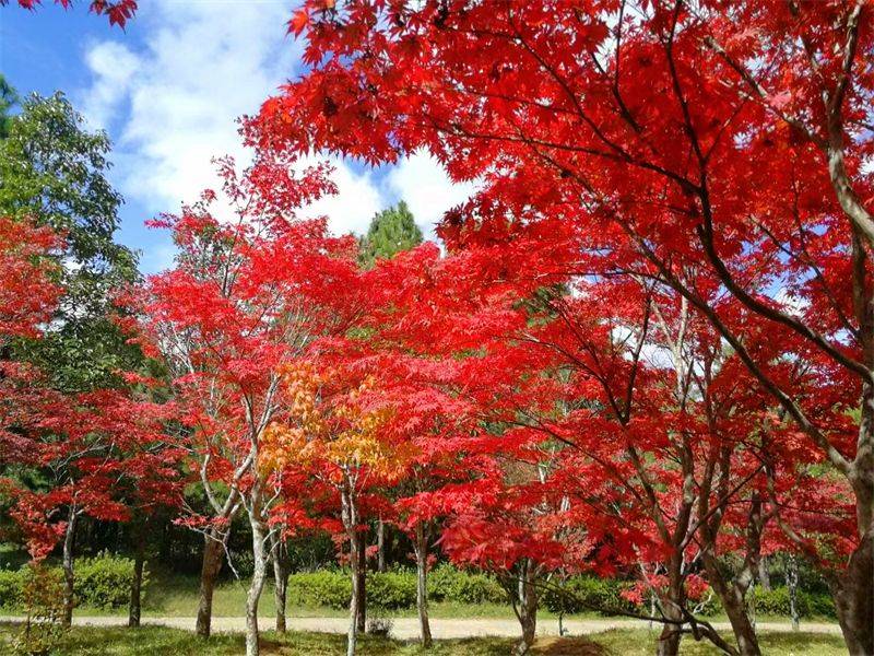 一幅楚雄深秋画卷正徐徐展开