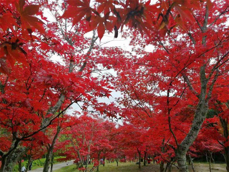 一幅楚雄深秋画卷正徐徐展开