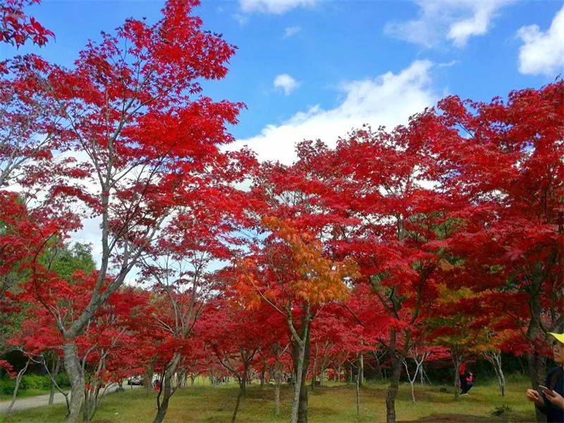 一幅楚雄深秋画卷正徐徐展开