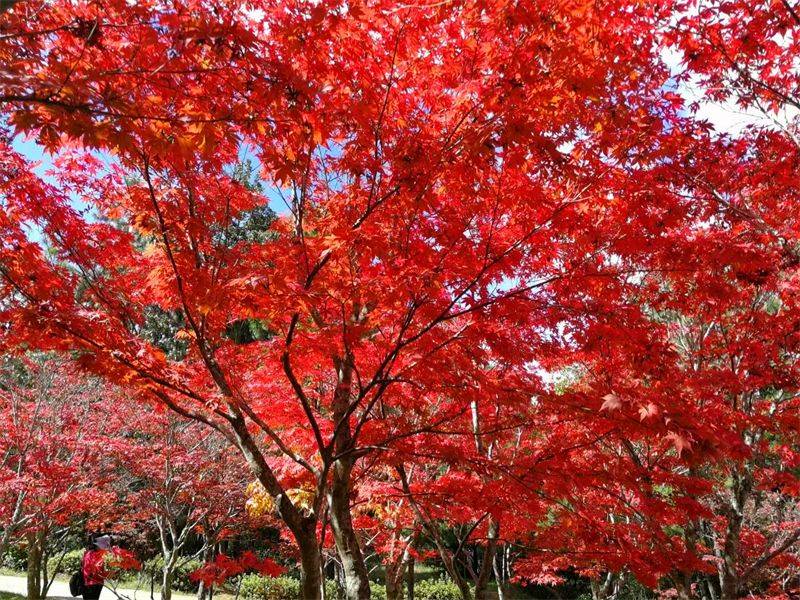 一幅楚雄深秋画卷正徐徐展开