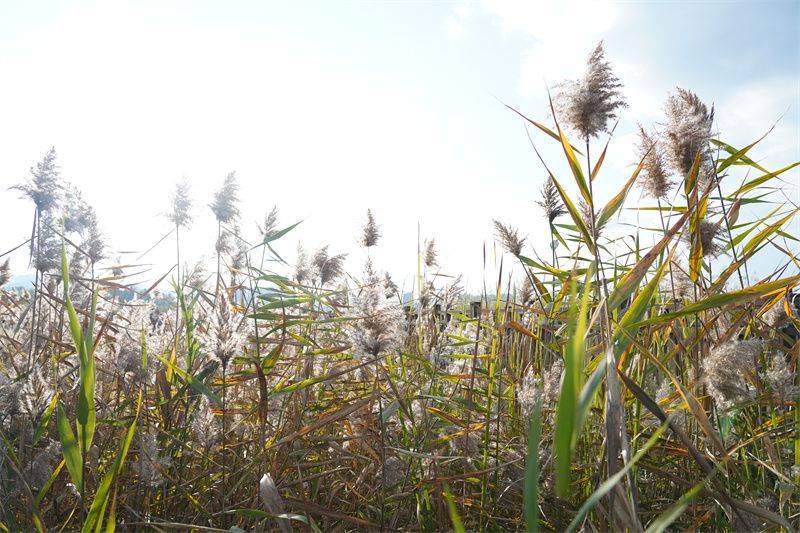 一幅楚雄深秋画卷正徐徐展开