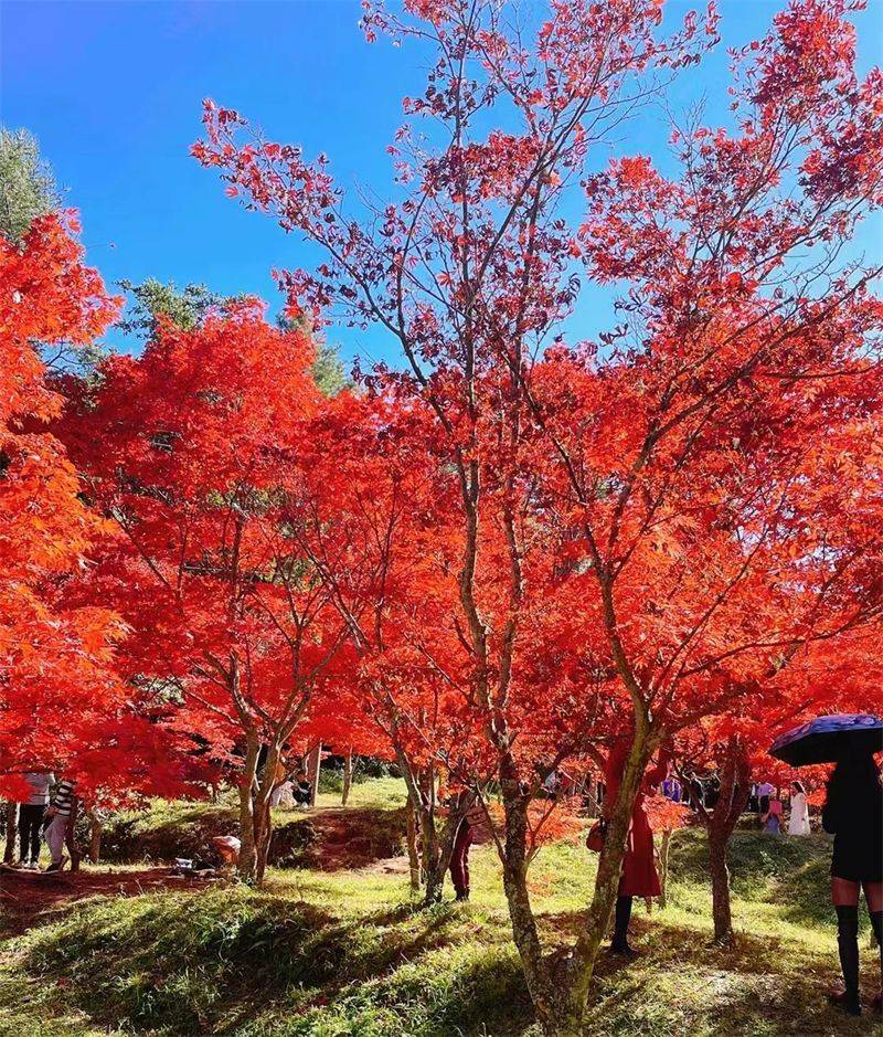 一幅楚雄深秋画卷正徐徐展开