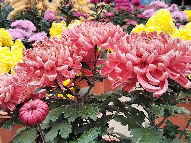 一幅楚雄深秋画卷正徐徐展开