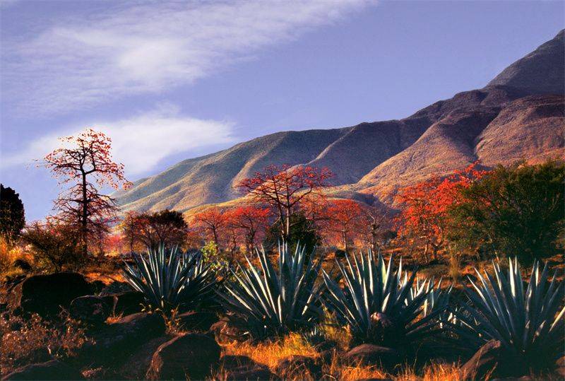 一幅楚雄深秋画卷正徐徐展开