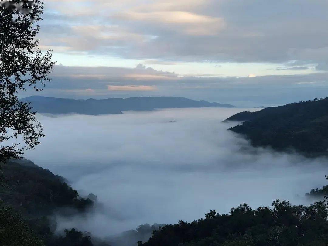 寒露至，来西双版纳登山、品茗