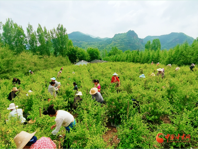 湖北武穴：真嗨！梅川“90后”村支书变身“带货达人”