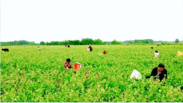 湖北武穴：真嗨！梅川“90后”村支书变身“带货达人”