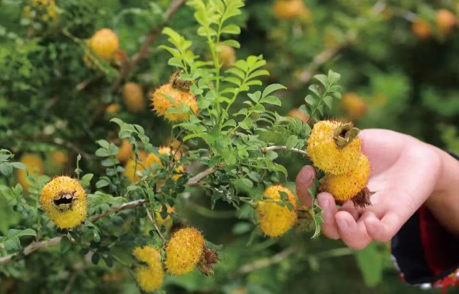 刺梨工坊：守望田园经济 筑梦乡村振兴