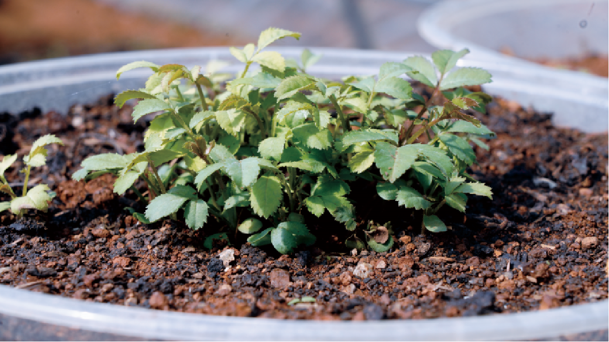 刺梨工坊：守望田园经济 筑梦乡村振兴