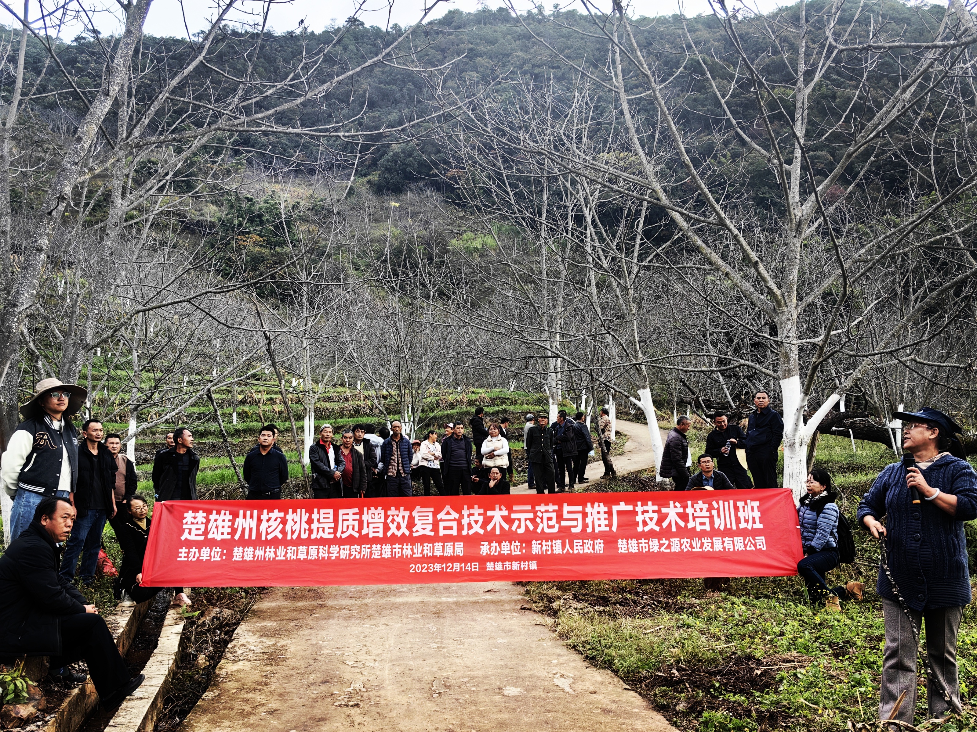 楚雄市新村镇开展核桃提质增效复合技术示范与培训