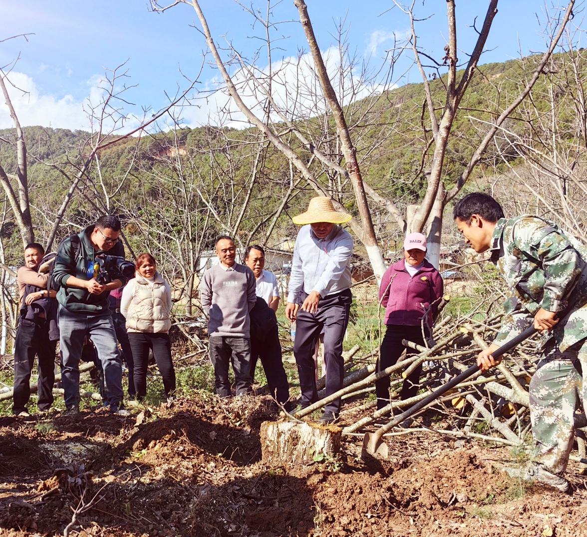 楚雄市新村镇开展核桃提质增效复合技术示范与培训