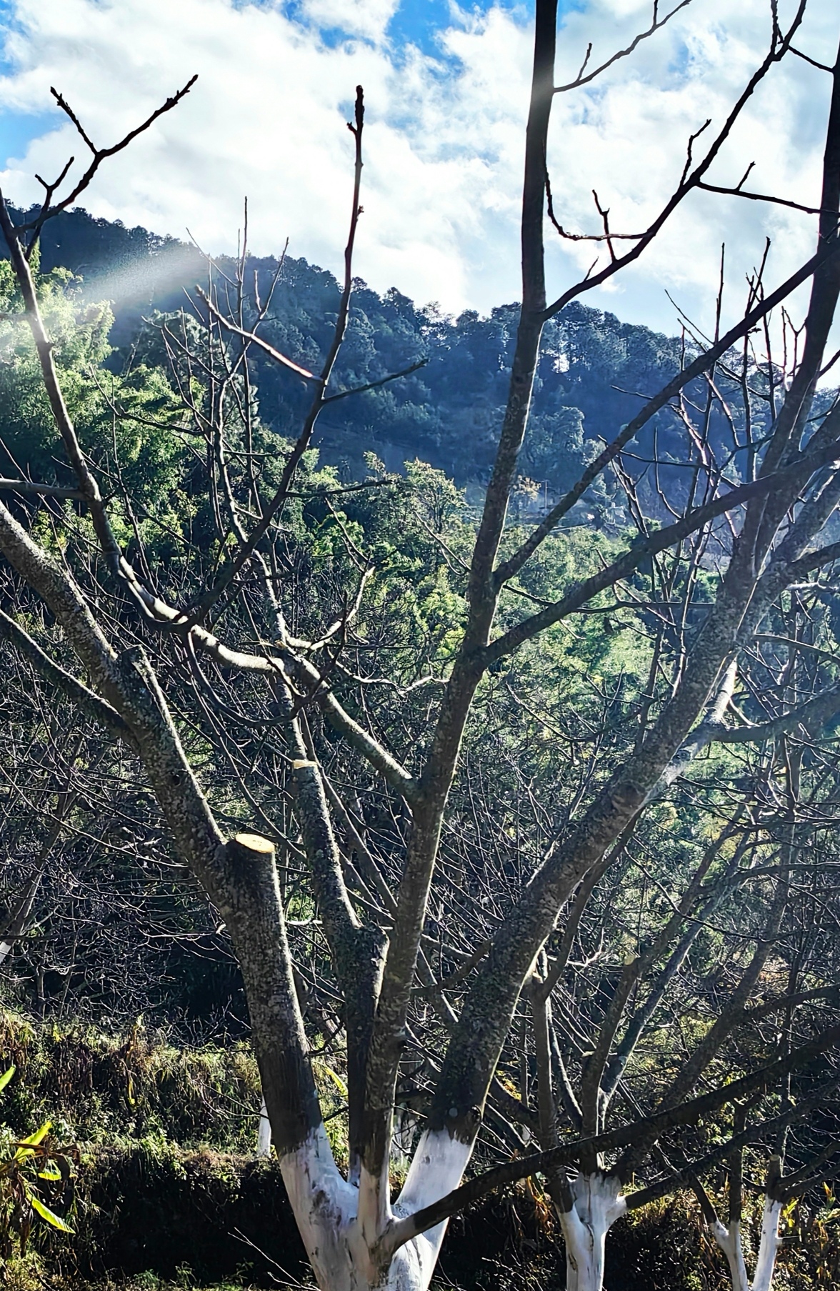 楚雄市新村镇开展核桃提质增效复合技术示范与培训