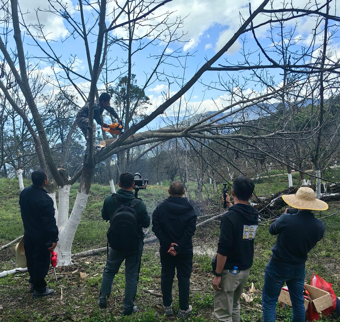 楚雄市新村镇开展核桃提质增效复合技术示范与培训