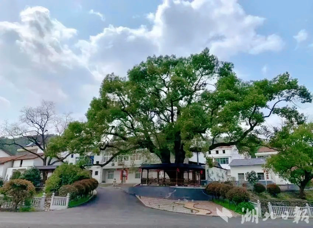 湖北武穴：朱佩兵，横岗山脚下“驻村”的感人故事！