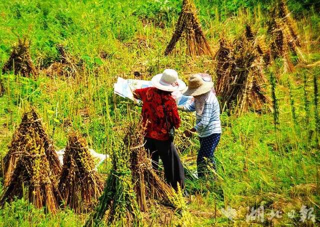 湖北武穴：朱佩兵，横岗山脚下“驻村”的感人故事！