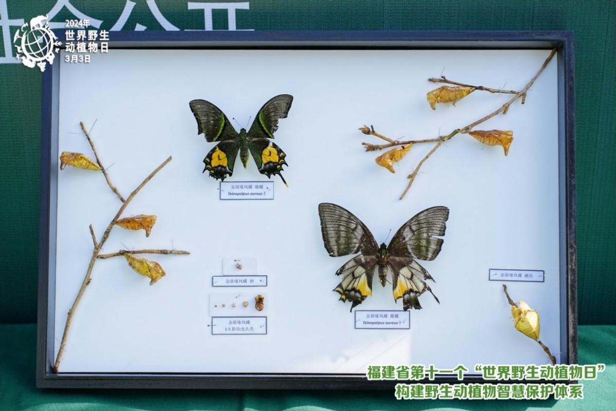 德化县生态保护协会参加第11个世界野生动植物日宣传活动