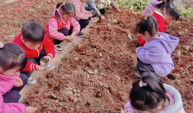 【今日黄冈】豆来豆“趣” 豆出精彩——武穴市实验幼儿园石佛寺园区开展种植活动！
