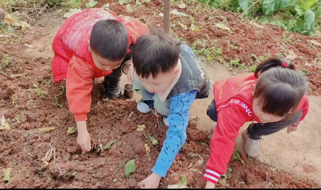 【今日黄冈】豆来豆“趣” 豆出精彩——武穴市实验幼儿园石佛寺园区开展种植活动！