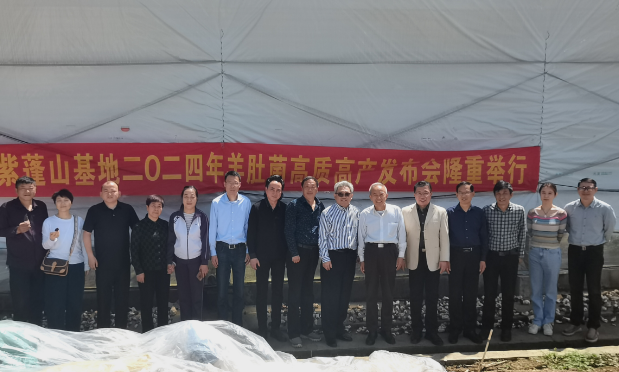 合肥紫蓬镇新徽菇2024羊肚菌高质高产发布 