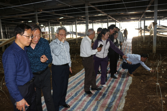 合肥紫蓬镇新徽菇2024羊肚菌高质高产发布 