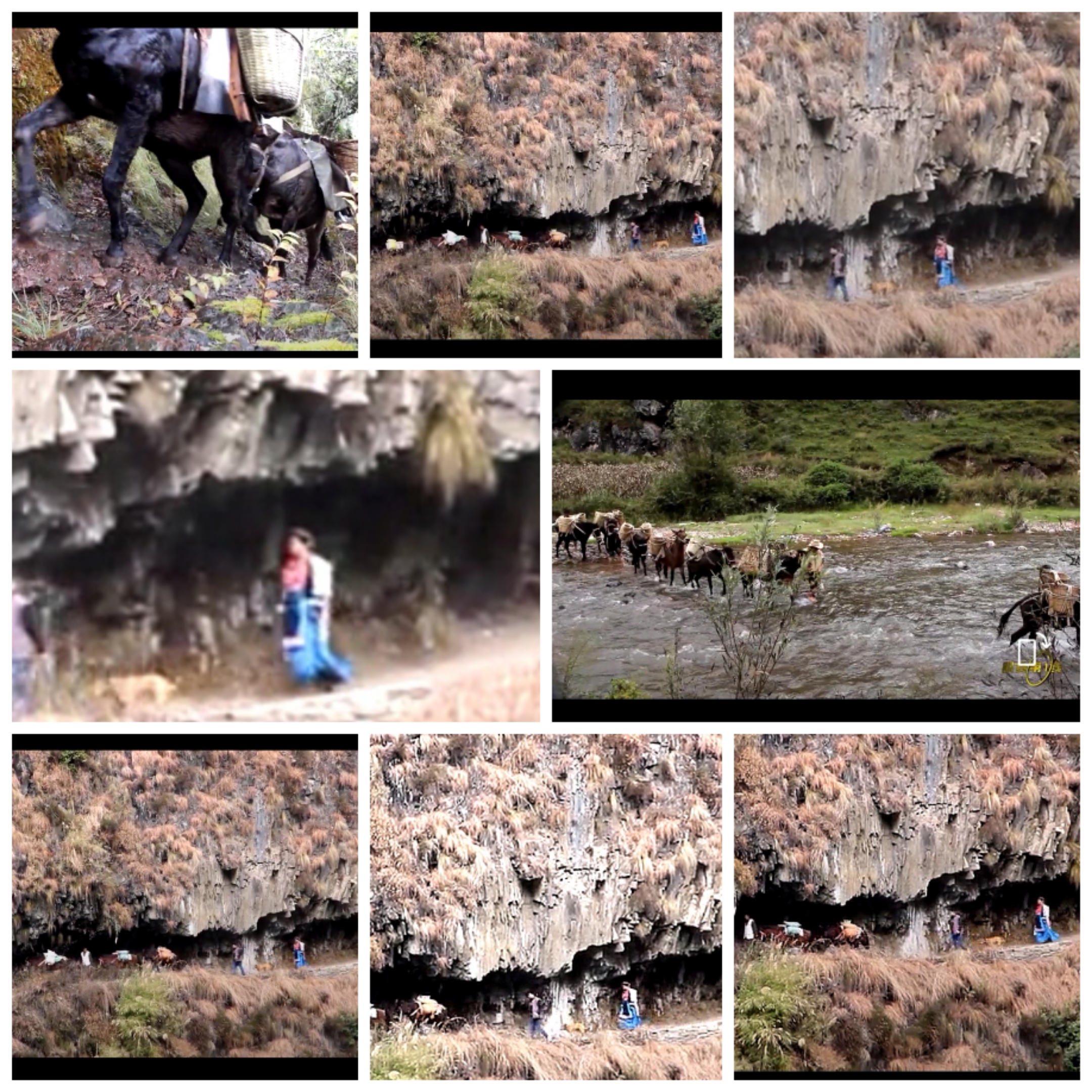 和昆花：以菌为旗，带领峡谷群众走好乡村振兴路（下）