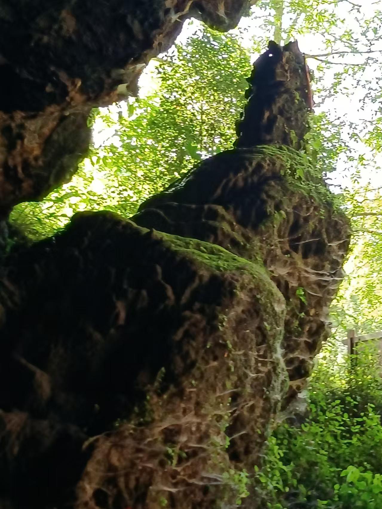 乡村四时好风光‖琼英古洞：西南边陲的那抹古茶净土（上）