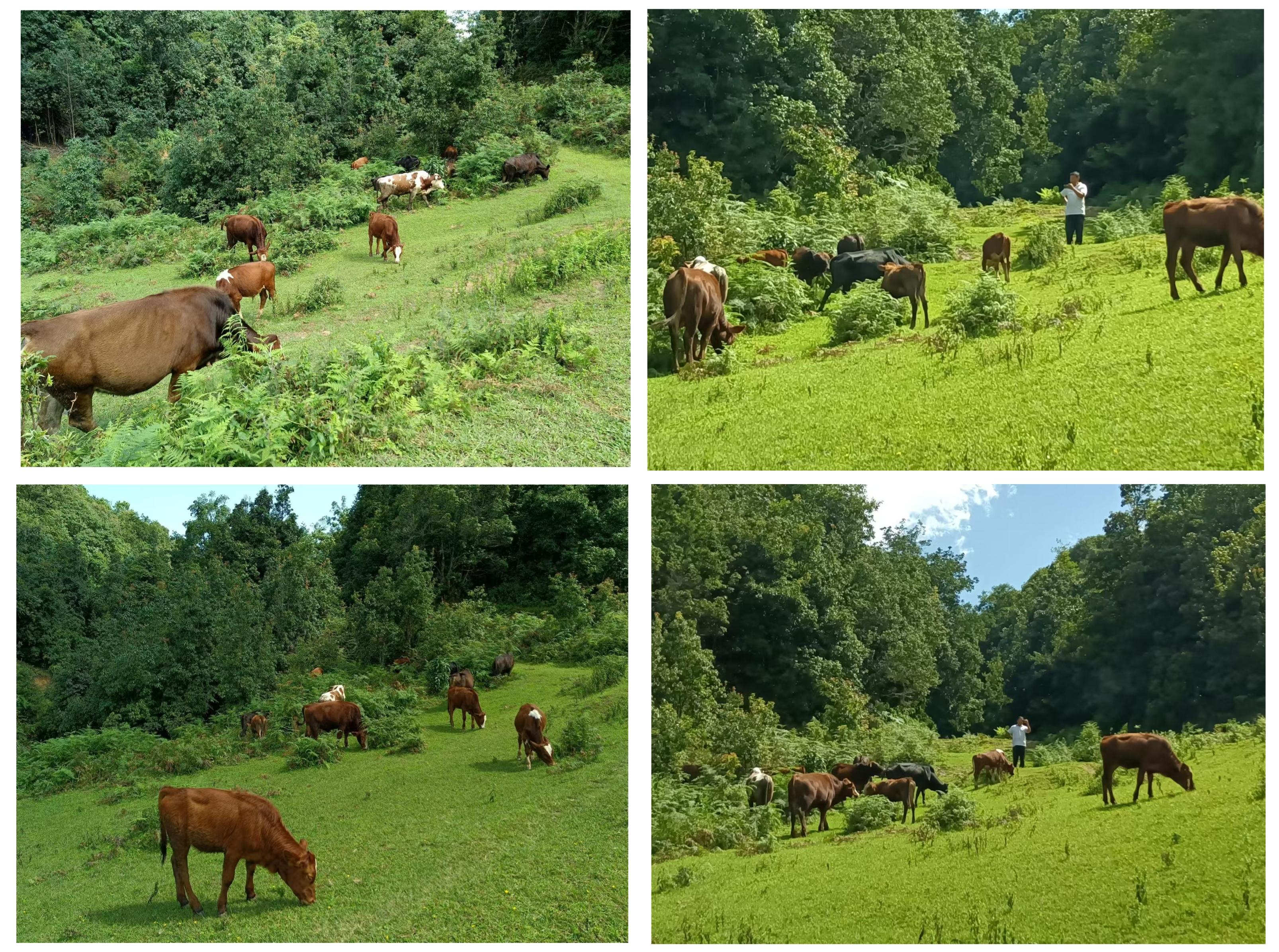 乡村四时好风光‖琼英古洞：西南边陲的那抹古茶净土（下）
