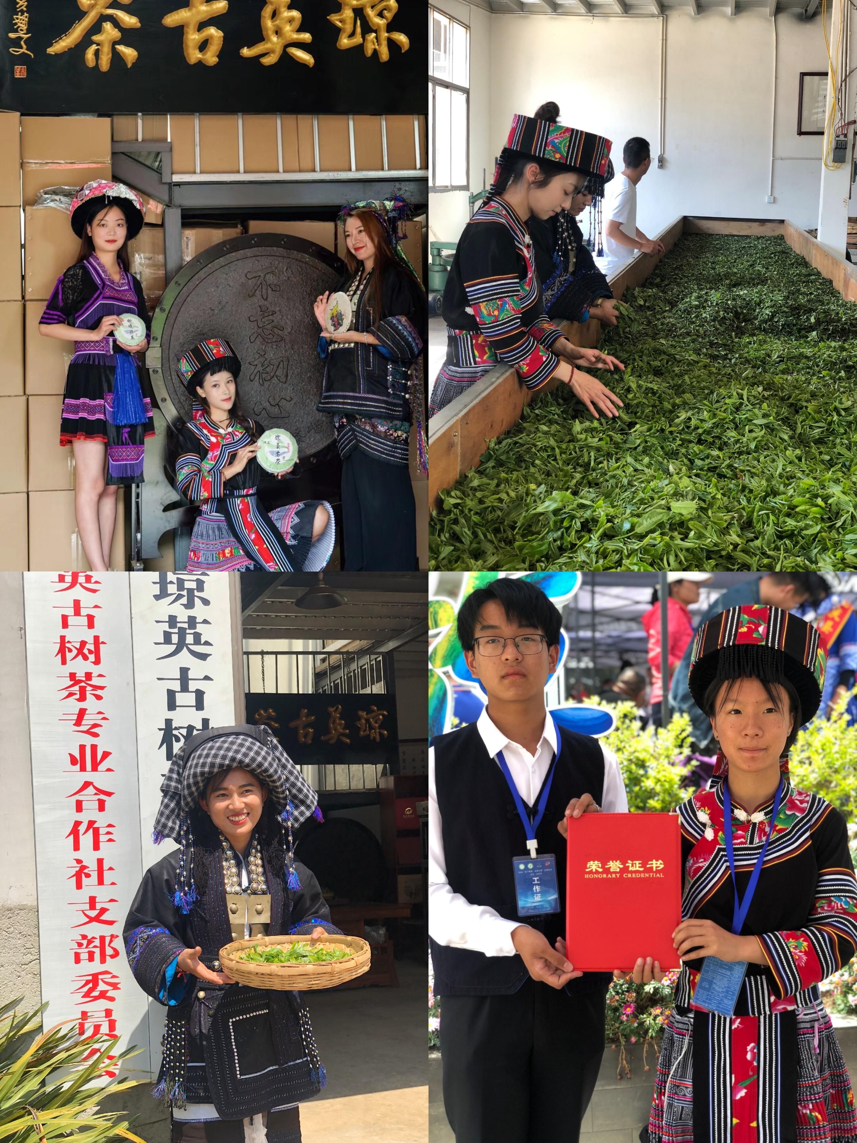 乡村四时好风光‖琼英古洞：西南边陲的那抹古茶净土（下）