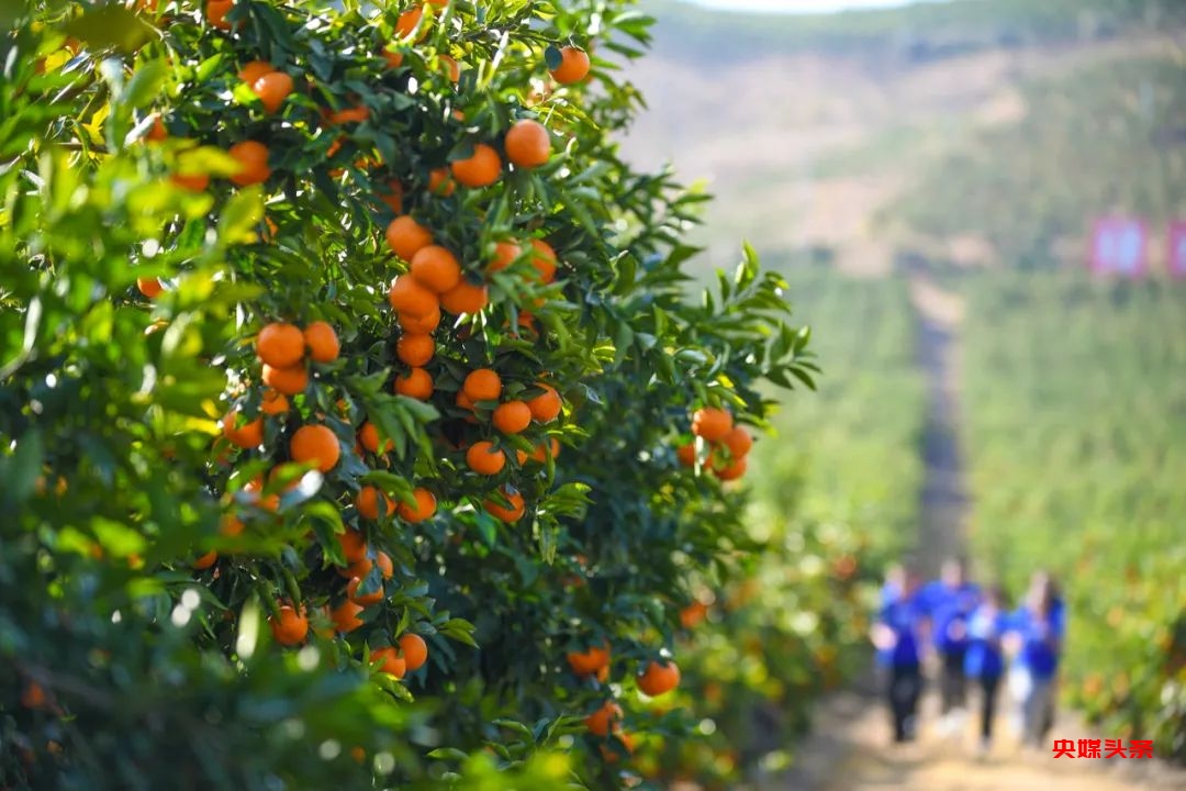 万亩桔香，千人畅跑：2025大理乡愁马拉松年度接力赛宾川站开跑