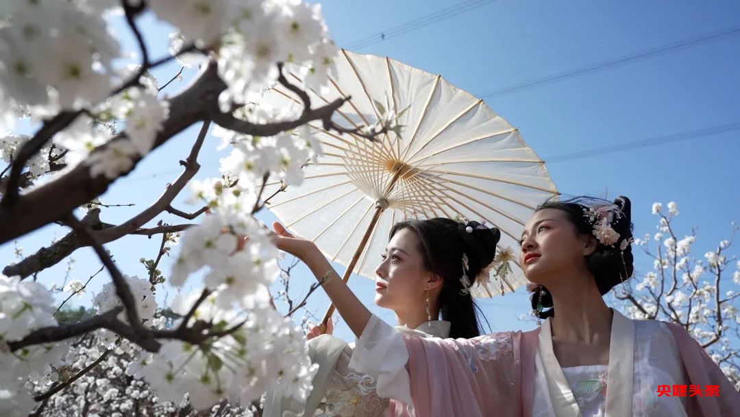 “旅居云南·慢享时光”‖梨花如雪漫西翥，花开五华动春城（上）