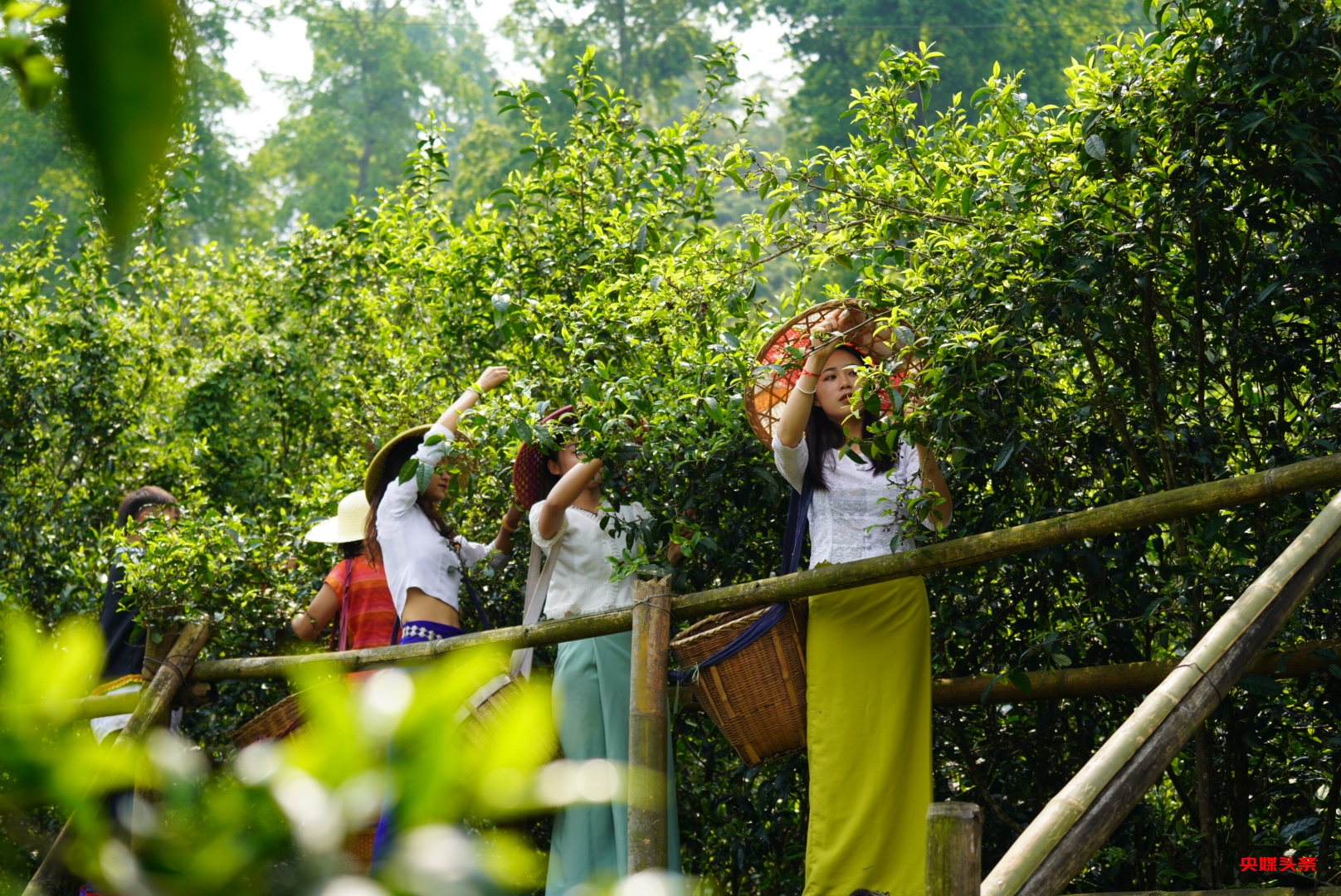 “旅居云南·慢享时光”‖梨花如雪漫西翥，花开五华动春城（上）