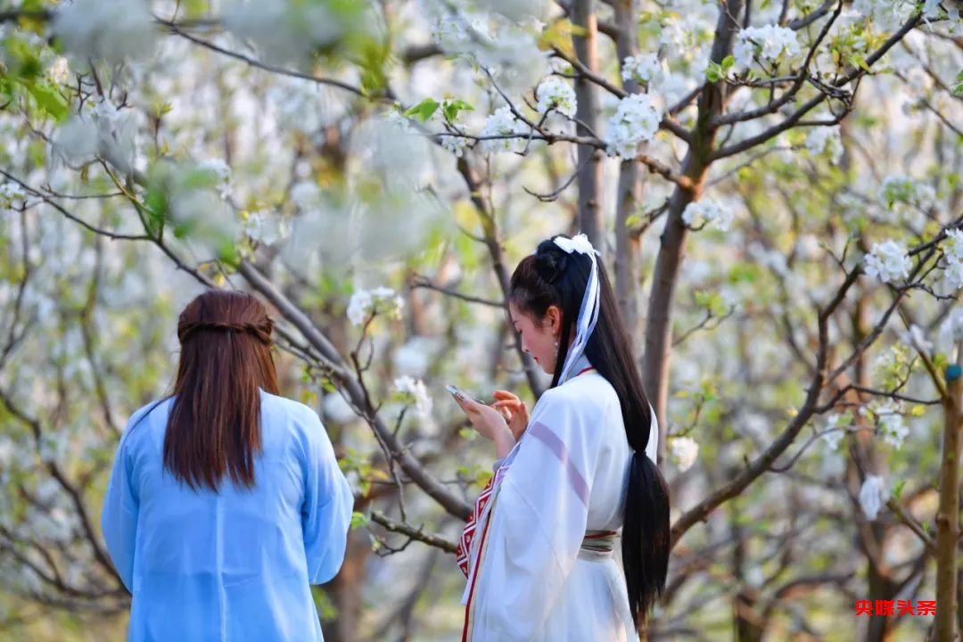 “旅居云南·慢享时光”‖梨花如雪漫西翥，花开五华动春城（上）