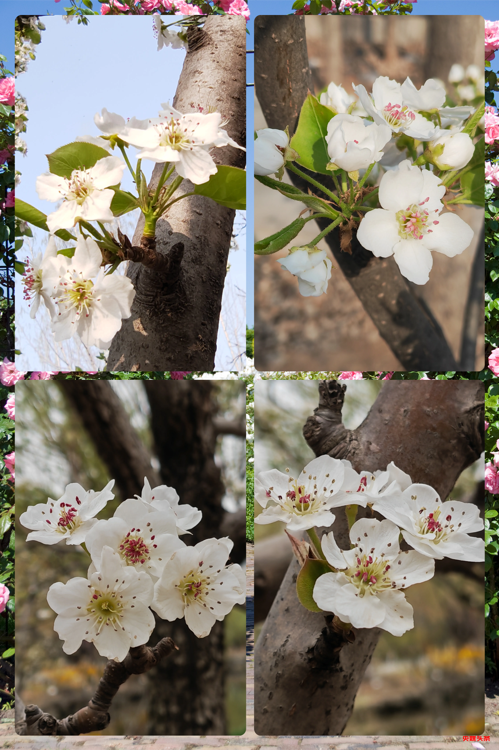 “旅居云南·慢享时光”‖梨花如雪漫西翥，花开五华动春城（上）