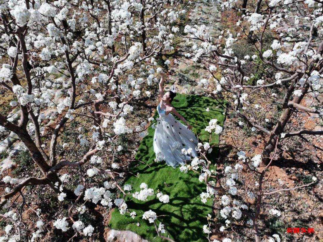 “旅居云南·慢享时光”‖梨花如雪漫西翥，花开五华动春城（下）