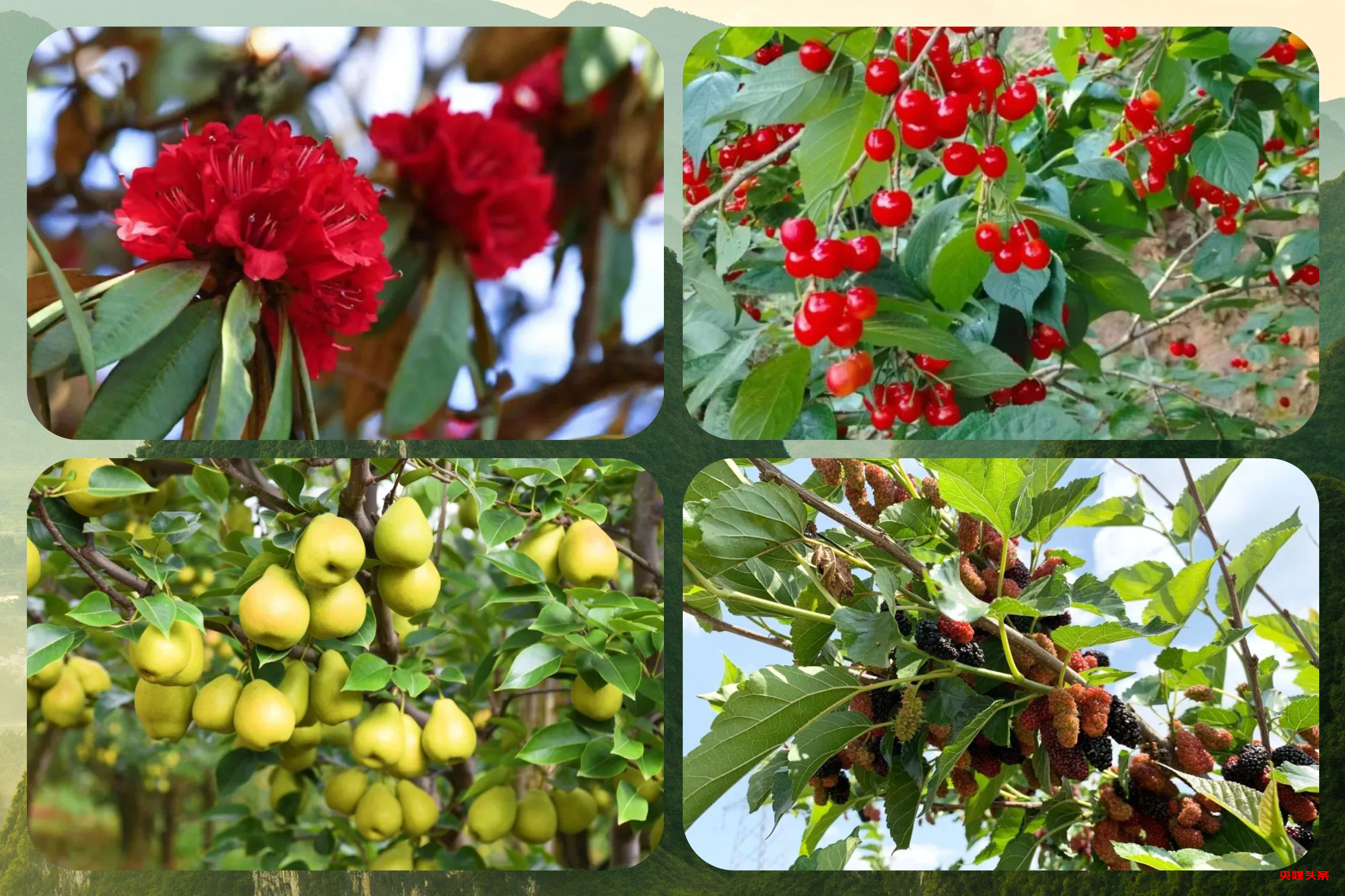 “旅居云南·慢享时光”‖梨花如雪漫西翥，花开五华动春城（下）